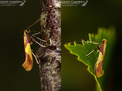 15.008 Caloptilia alchimiella - Oak Stilt