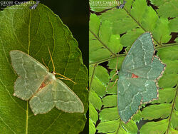 Common Emerald (Hemithea aestivaria)