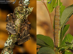 December Moth (Poecilocampa populi)
