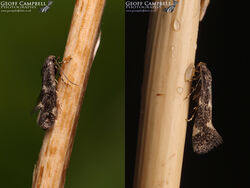 38.025 Elachista atricomella - Cock's-foot Miner