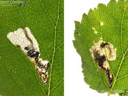 2.005 Eriocrania salopiella (Yellow-headed Spring Jewel)