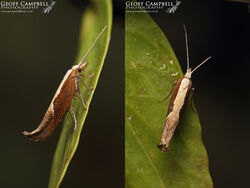 17.003 Ypsolopha dentella - Honeysuckle Moth