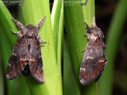 Iron Prominent (Notodonta dromedarius)