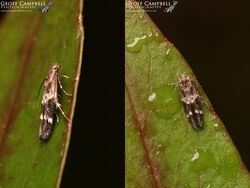 40.008 Mompha subbistrigella - Garden Mompha