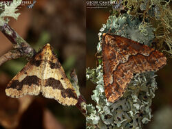 Mottled Umber (Erannis defoliaria)