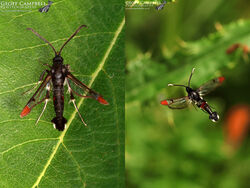Red-tipped Clearwing (Synanthedon formicaeformis)
