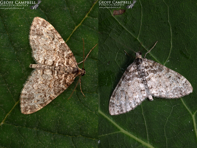 Seraphim (Lobophora halterata)