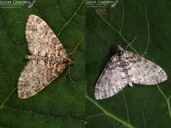 Seraphim (Lobophora halterata)