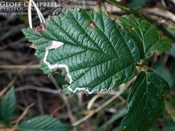 4.045 Stigmella aurella - Golden Dot