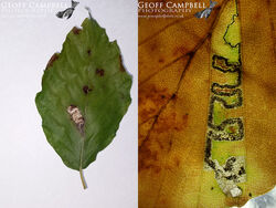 4.034 Stigmella tityrella - Small Beech Dot