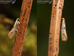12.033 Tinea trinotella - Triple-spotted Nest Moth