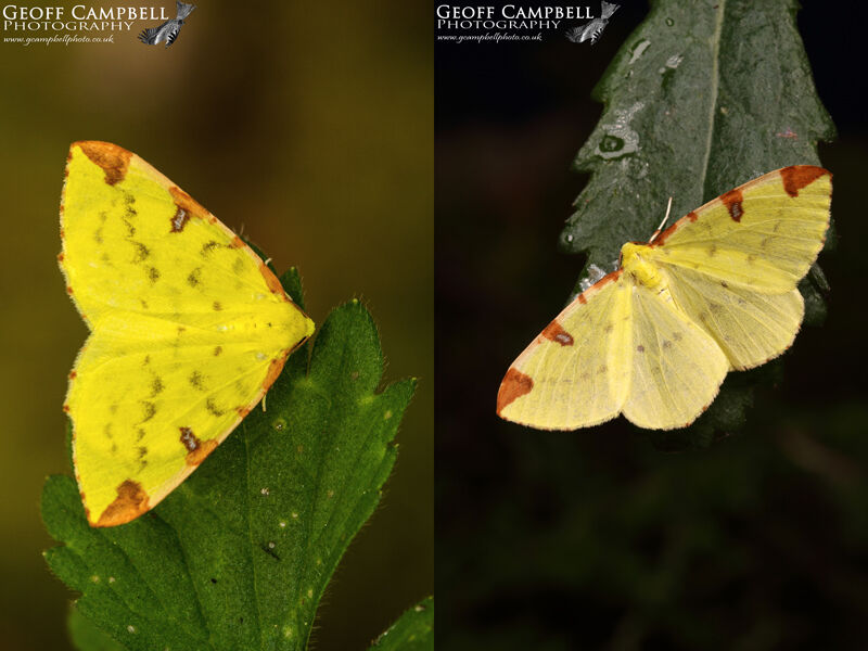 Brimstone Moth (Opisthograptis luteolata)