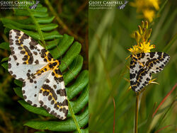 Magpie Moth (Abraxas grossulariata)