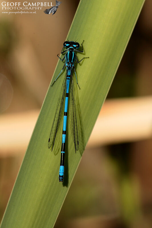 Azure Bluefly