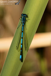 Azure Bluefly