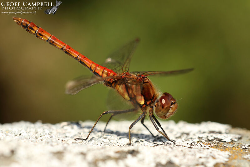 Common Darter