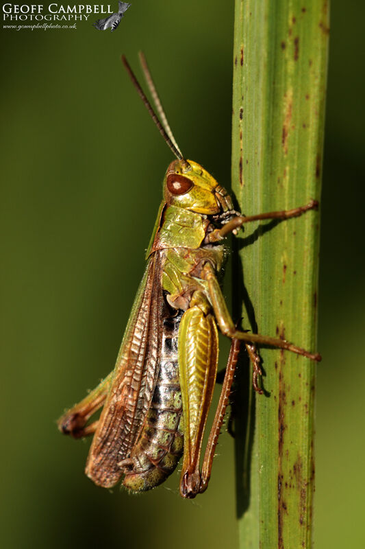 Common Grasshopper