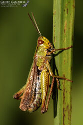 Common Grasshopper