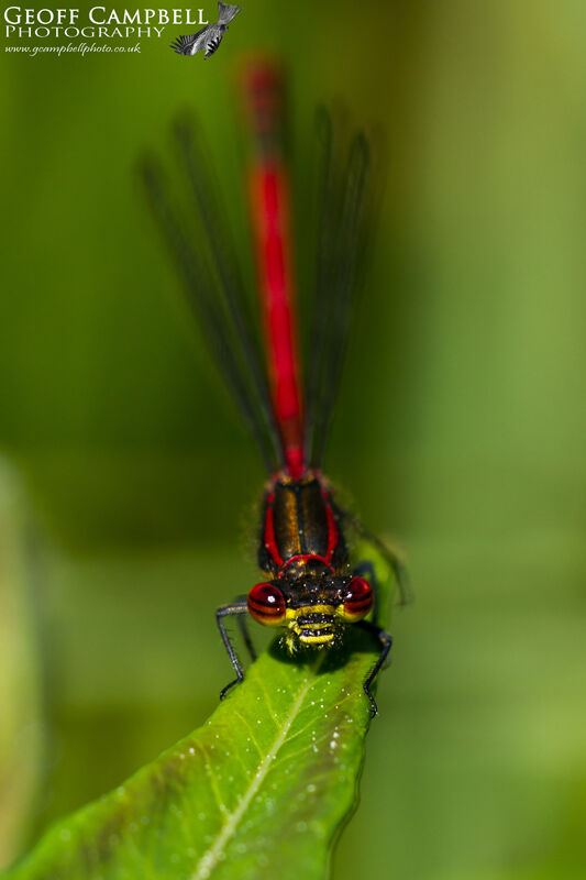 Large Red Damselfly