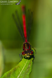 Large Red Damselfly