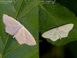 Rosy Wave (Scopula emutaria)
