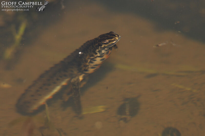 Smooth Newt