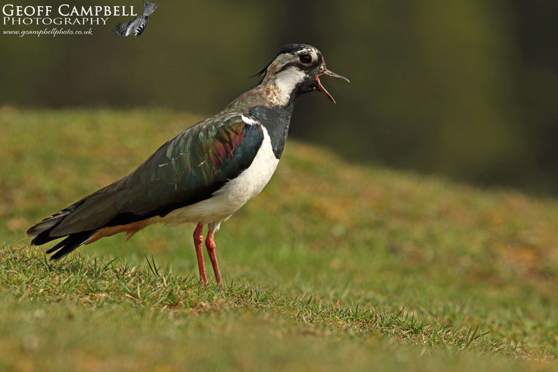 Lapwing