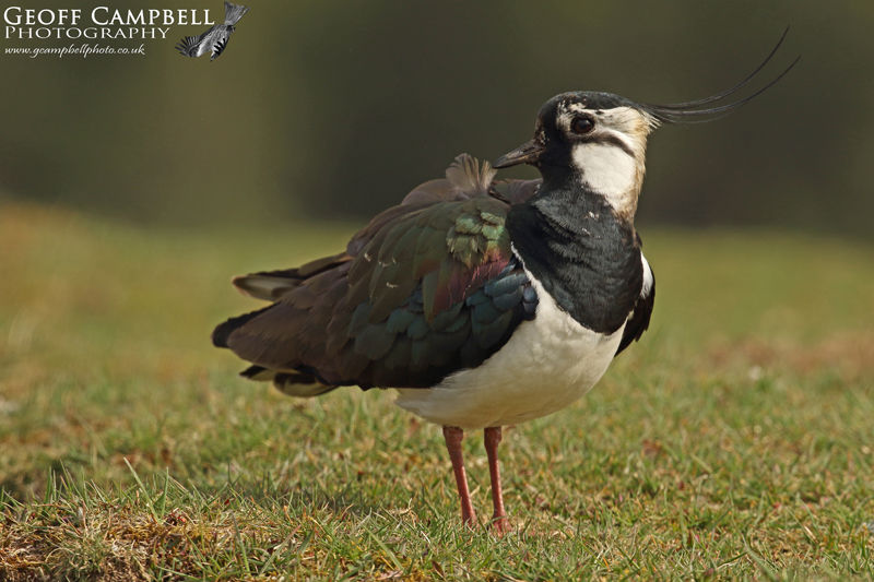 Lapwing