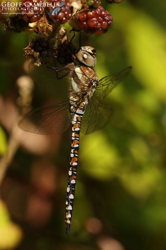 Autumn Hawker