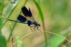 Banded Demoiselle