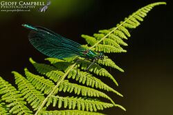 Beautiful Demoiselle