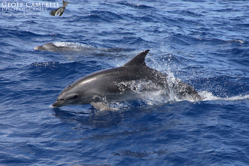 Bottle-nose Dolphin