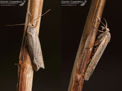 49.057 Cnephasia longana - Buff Grey Tortrix
