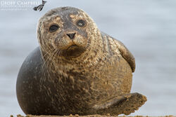 Common Seal