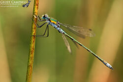 Emerald Damselfly