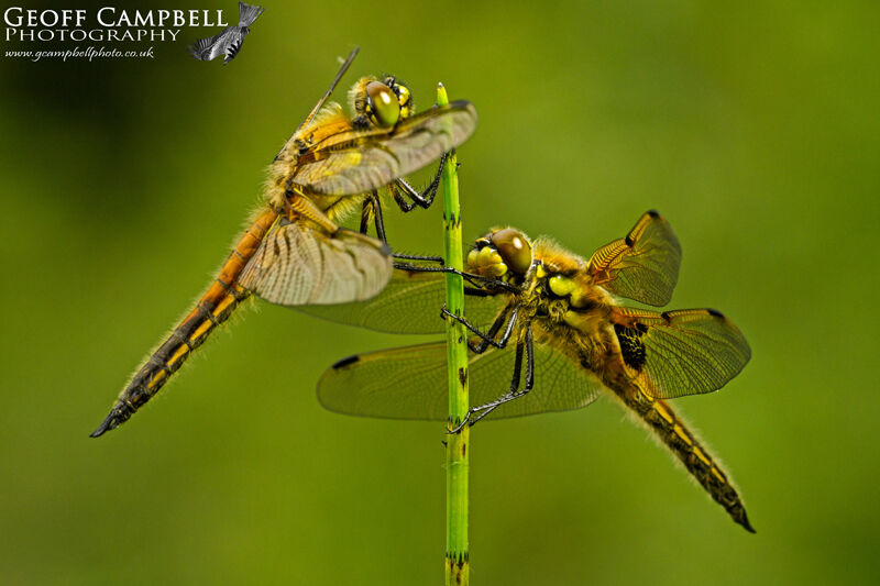Four Spotted Chaser