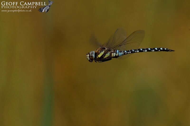 Autumn Hawker