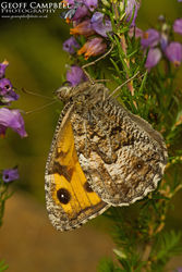 Grayling