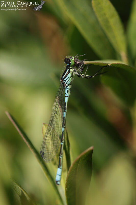 Irish Damselfly
