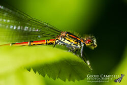 Large Red Damselfly