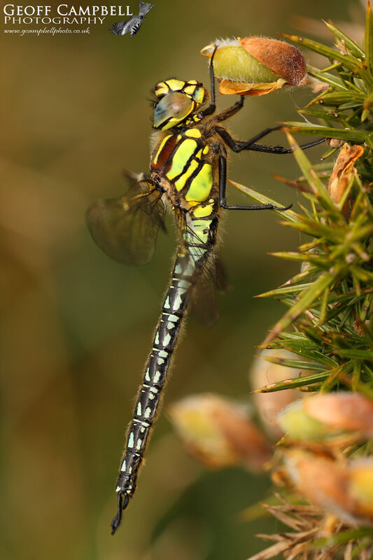 Spring Hawker