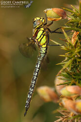 Spring Hawker