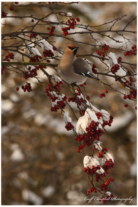 Bohemian Waxwing (Bombycilla garrulus)