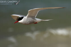 Arctic Tern (Sterna paradisaea)
