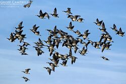 Barnacle Goose (Branta leucopsis)