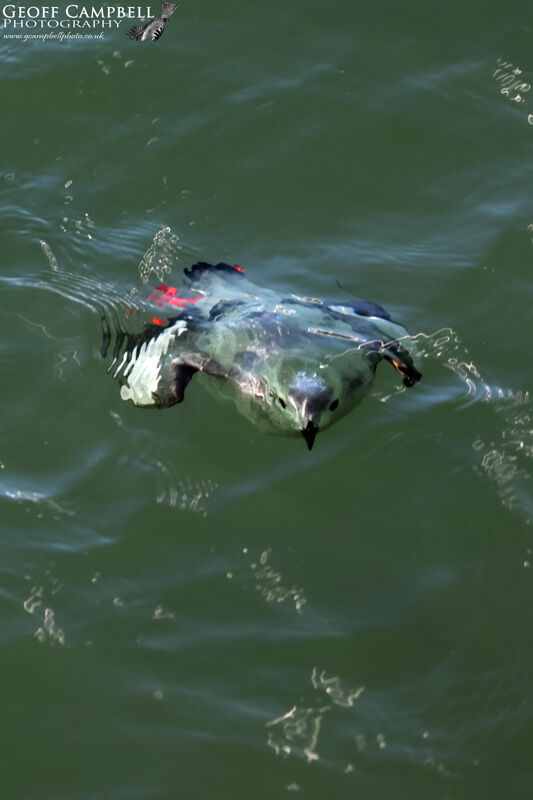 Black Guillemot (Cepphus grylle)