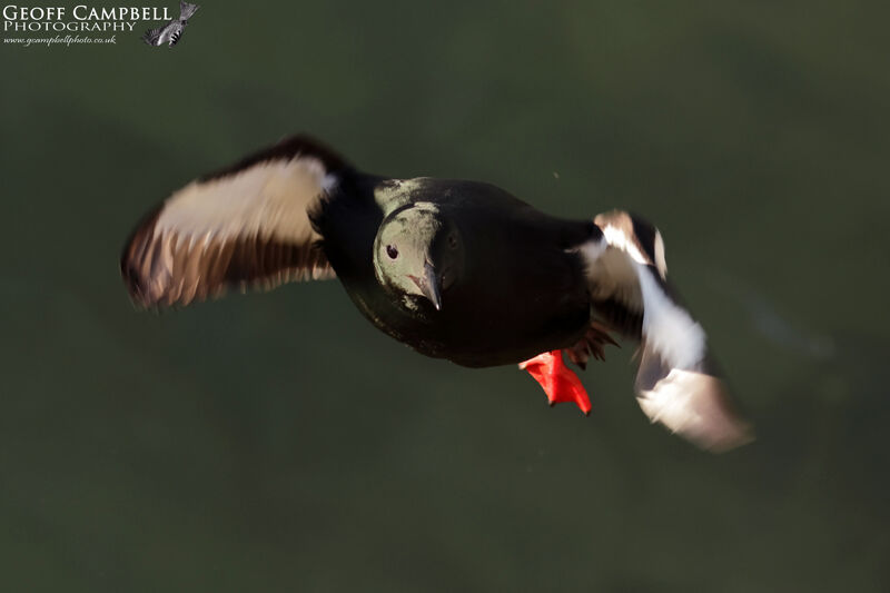 Black Guillemot (Cepphus grylle)
