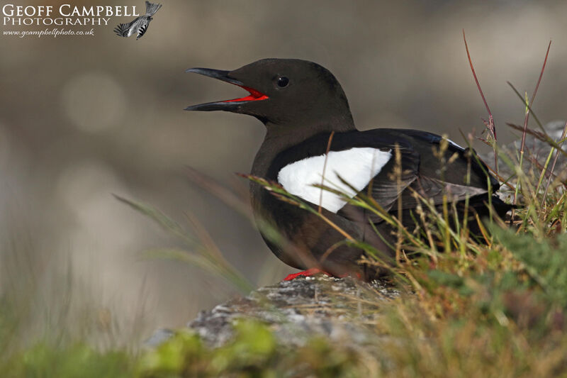 zzBlackGuillemot0519 11