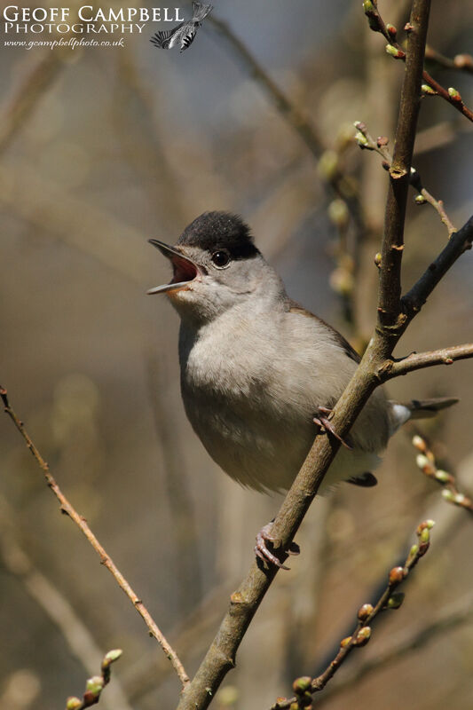 Eurasian Blackcap (Sylvia atricapilla)