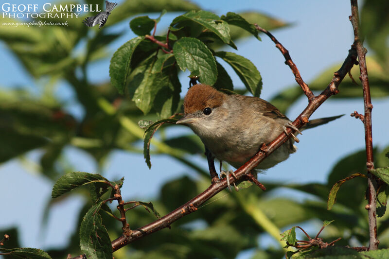 Eurasian Blackcap (Sylvia atricapilla)